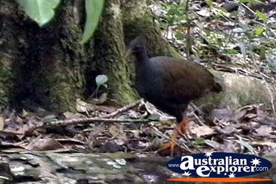 Orange Footed Scrub Fowl in Forest . . . CLICK TO VIEW ALL SCRUB TURKEY POSTCARDS