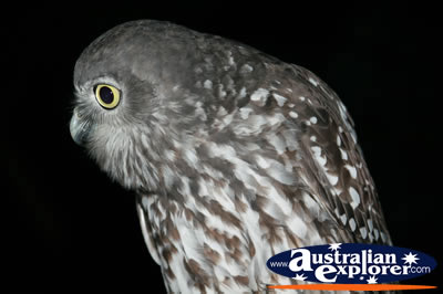 Australian Owl . . . CLICK TO VIEW ALL OWLS POSTCARDS