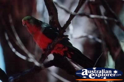 Parrot . . . VIEW ALL RAINBOW LORIKEETS PHOTOGRAPHS