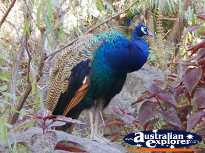 Peacock in Tamborine Mountain . . . CLICK TO VIEW ALL PEACOCKS POSTCARDS