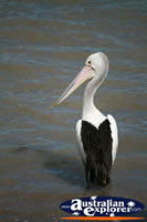 Large Pelican . . . CLICK TO ENLARGE