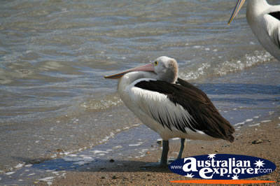 Relaxed Pelican . . . CLICK TO VIEW ALL SAND PIPERS POSTCARDS