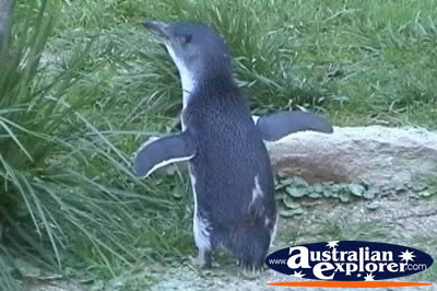 Penguin . . . VIEW ALL FAIRY PENGUINS PHOTOGRAPHS