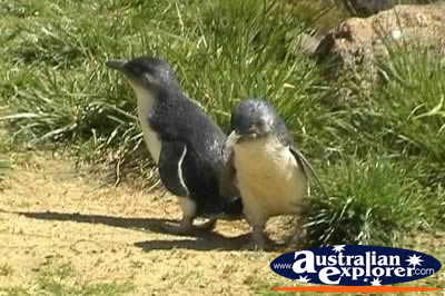 Two Penguins . . . VIEW ALL FAIRY PENGUINS PHOTOGRAPHS