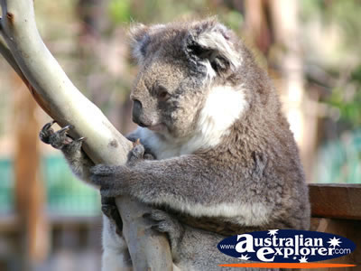 Cute Koala in a Tree . . . CLICK TO VIEW ALL PHILLIP ISLAND (KOALA CONSERVATION CENTRE) POSTCARDS