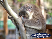 Yawning Koala . . . CLICK TO ENLARGE