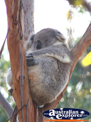 Sleeping Koala in a Tree . . . CLICK TO VIEW ALL PHILLIP ISLAND (KOALA CONSERVATION CENTRE) POSTCARDS