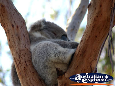 Postkarte aus Australien little sitting Koala kleiner Koala sitzt im Sand 