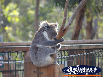Koala from a Distance . . . CLICK TO VIEW ALL PHILLIP ISLAND (KOALA CONSERVATION CENTRE) POSTCARDS