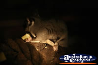 Feeding Possum . . . CLICK TO ENLARGE
