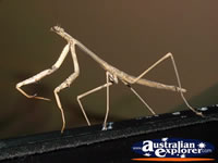Close up of Preying Mantis . . . CLICK TO ENLARGE