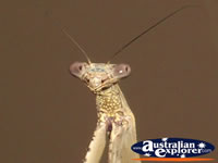 Face of a Preying Mantis . . . CLICK TO ENLARGE