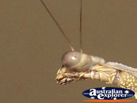 Close Up Shot Preying Mantis . . . CLICK TO ENLARGE