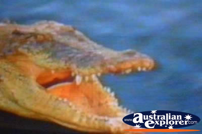 Close Up of Saltwater Crocodile . . . CLICK TO VIEW ALL SALTWATER CROCODILES POSTCARDS