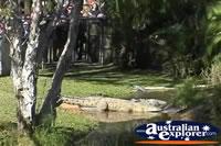 Saltwater Crocodile in Habitat . . . CLICK TO ENLARGE