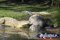 Two Saltwater Crocodiles . . . CLICK TO ENLARGE