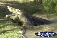 Fighting Saltwater Crocodile . . . CLICK TO ENLARGE