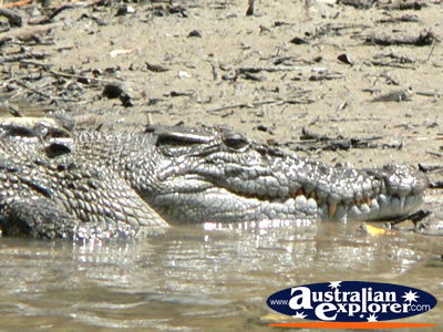 Saltwater Crocodile in shallow water . . . CLICK TO VIEW ALL SALTWATER CROCODILES POSTCARDS