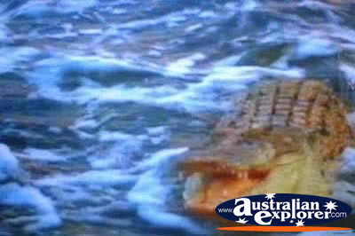 Close Up Shot of Saltwater Crocodile . . . CLICK TO VIEW ALL SALTWATER CROCODILES POSTCARDS