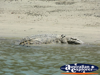 Saltwater Crocodile in Coopers Creek . . . CLICK TO VIEW ALL SALTWATER CROCODILES POSTCARDS