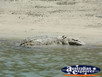 Saltwater Crocodile in Coopers Creek . . . CLICK TO ENLARGE
