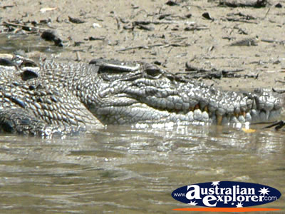 Saltwater Crocodile Close Up . . . CLICK TO VIEW ALL SALTWATER CROCODILES POSTCARDS