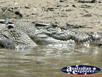 Saltwater Crocodile Close Up . . . CLICK TO ENLARGE
