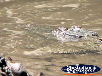 Saltwater Crocodile Underwater . . . CLICK TO VIEW ALL SALTWATER CROCODILES POSTCARDS