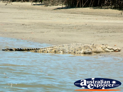 Saltwater Crocodile in the Sun . . . CLICK TO VIEW ALL SALTWATER CROCODILES POSTCARDS