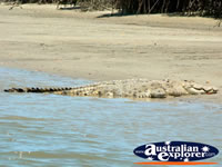 Saltwater Crocodile in the Sun . . . CLICK TO ENLARGE
