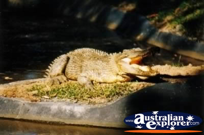 Saltwater Crocodile in Sun . . . CLICK TO VIEW ALL SALTWATER CROCODILES POSTCARDS
