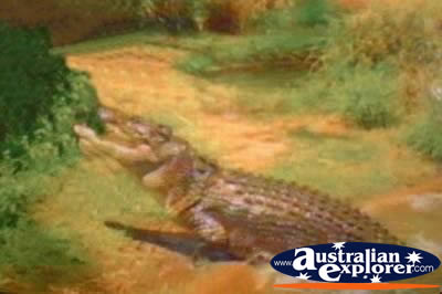 Saltwater Crocodile Coming out of Water . . . CLICK TO VIEW ALL SALTWATER CROCODILES POSTCARDS