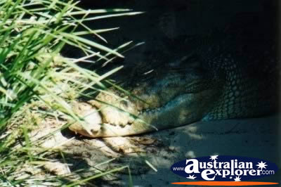 Resting Saltwater Crocodile . . . CLICK TO VIEW ALL SALTWATER CROCODILES (MORE) POSTCARDS