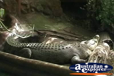 Marineland Melanesia Saltwater Crocodile  . . . CLICK TO VIEW ALL SALTWATER CROCODILES POSTCARDS