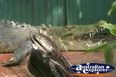 Saltwater Crocodile Marineland Melanesia . . . CLICK TO VIEW ALL SALTWATER CROCODILES POSTCARDS