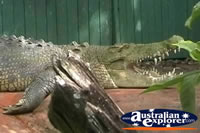 Saltwater Crocodile Marineland Melanesia . . . CLICK TO ENLARGE