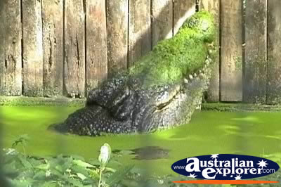 Saltwater Crocodile in Water Marineland Melanesia Cassius . . . CLICK TO VIEW ALL SALTWATER CROCODILES POSTCARDS