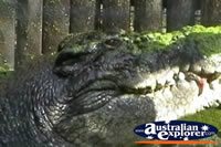 Saltwater Crocodile Marineland Melanesia Cassius . . . CLICK TO ENLARGE