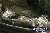 Marineland Melanesia Saltwater Crocodile  . . . CLICK TO ENLARGE