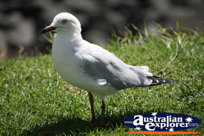 Healthy Seagull . . . CLICK TO VIEW ALL SEAGULL POSTCARDS