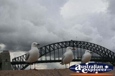 Three Seagulls . . . CLICK TO VIEW ALL SEAGULL POSTCARDS