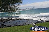 Seagull at Burleigh . . . CLICK TO ENLARGE