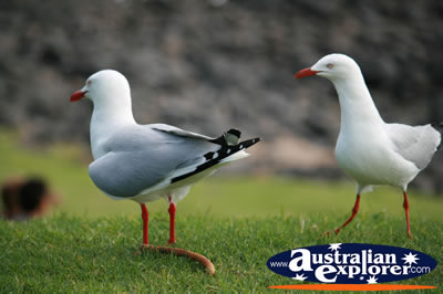 A Pair of Seagulls . . . CLICK TO VIEW ALL SEAGULL POSTCARDS