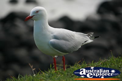 Large Seagull . . . CLICK TO VIEW ALL SEAGULL POSTCARDS