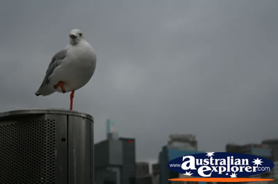 Seagull on One Leg . . . CLICK TO VIEW ALL SEAGULL POSTCARDS