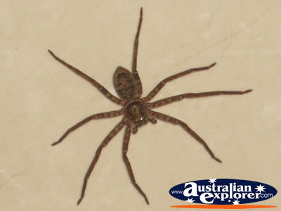 Brown Spider . . . CLICK TO VIEW ALL SPIDERS POSTCARDS