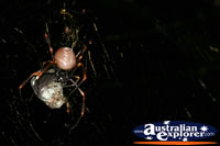 Garden Spider in Web . . . CLICK TO ENLARGE