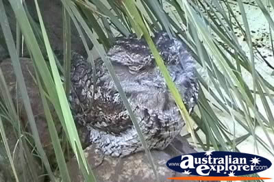 Tawny Frogmouth . . . CLICK TO VIEW ALL WEDGE TAILED EAGLES POSTCARDS