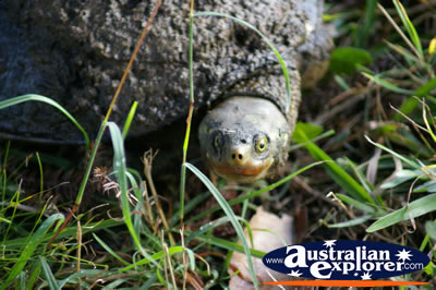 Turtle in the Wild . . . CLICK TO VIEW ALL TURTLES POSTCARDS