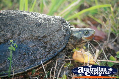 Close Up of Turtle . . . CLICK TO VIEW ALL TURTLES POSTCARDS